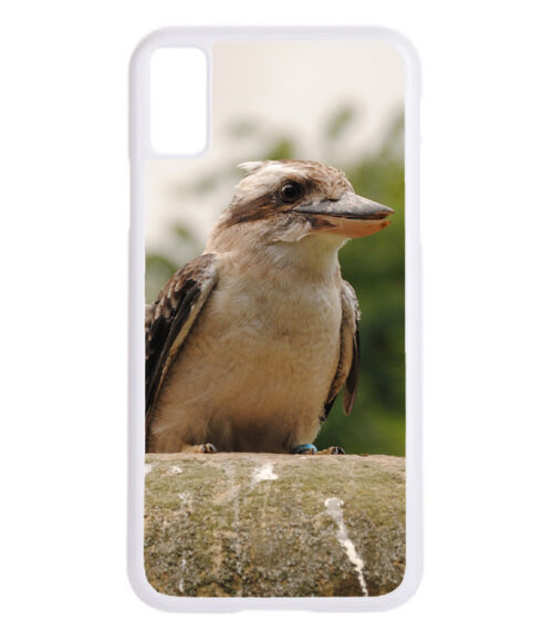 bird case